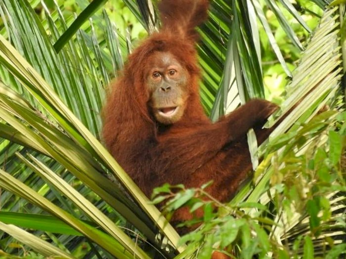 Video Pelepasliaran Kembali Orangutan Setelah Terisolir dari Habitat Aslinya di Langkat