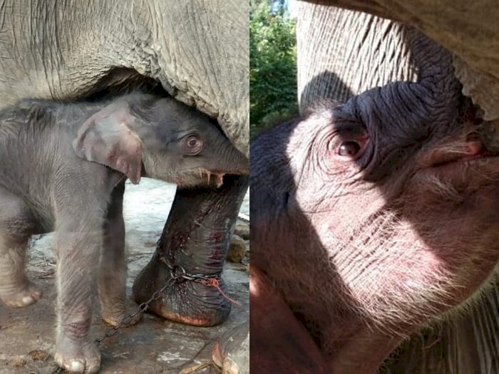 Kabar Gembira! Telah Lahir Anak Gajah Sumatera di Unit Konservasi Tangkahan Langkat