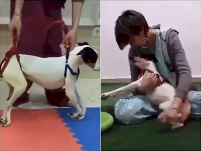  Anjing yang Lumpuh ini Dirawat hingga Sembuh dan Bisa Berlari Lagi, Bikin Netizen Terharu