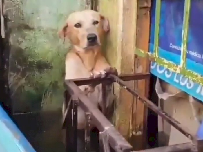 Kasihan, Detik-detik Seekor Anjing Terjebak Banjir, Menunggu Petugas Penyelamat