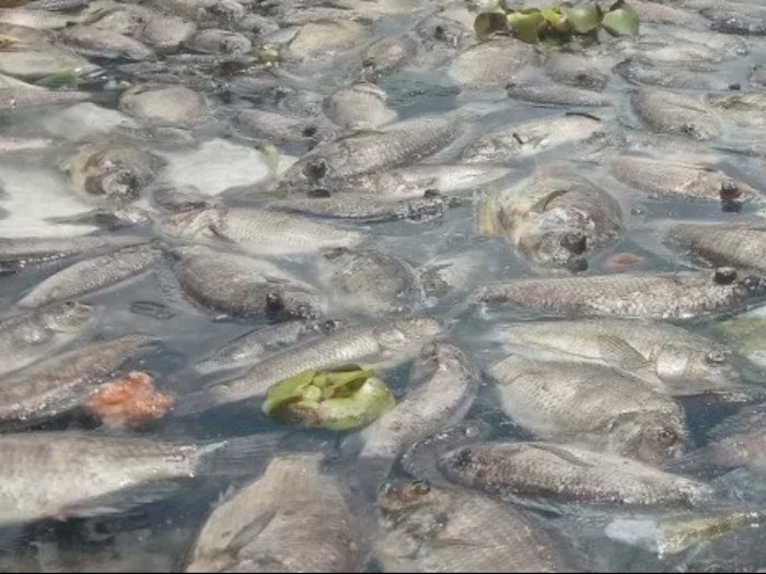 Setelah Ikan di Danau Maninjau Mati Secara Masal, Masyarakat Diserang Aroma Tidak Sedap