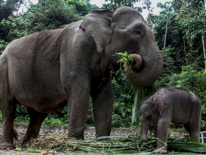 FOTO: Kelahiran Anak Gajah Sumatera