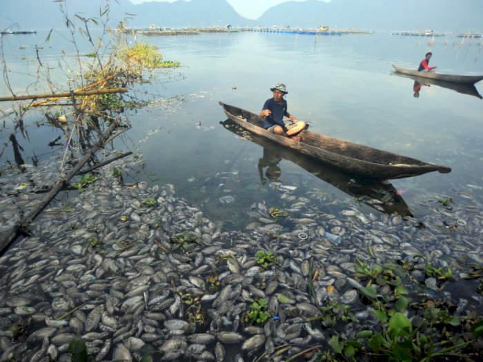 FOTO: Ikan Keramba Jaring Ajung di Danau Maninjau Mati