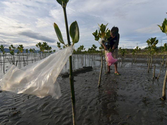 FOTO: Aksi Bersih Sampah Kawasan Konservasi Mangrove di Palu