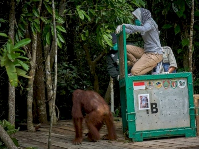 Usai Rehabilitasi, Tiga Orangutan Dilepas ke Pulau Salat Kalteng, Total Sudah 10 Ekor