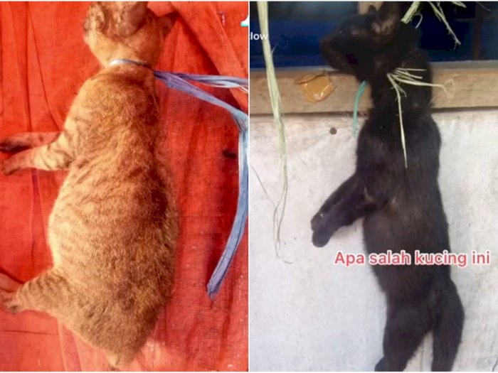 2 Kucing Digantung Pakai Tali Sampai Mati di Warung Makan di Riau, Disiksa oleh Manusia