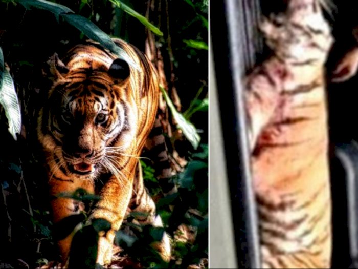 Miris, Harimau yang Kabur dari Kandang Kebun Binatang Ditembak Mati, Alasannya Bikin Sedih