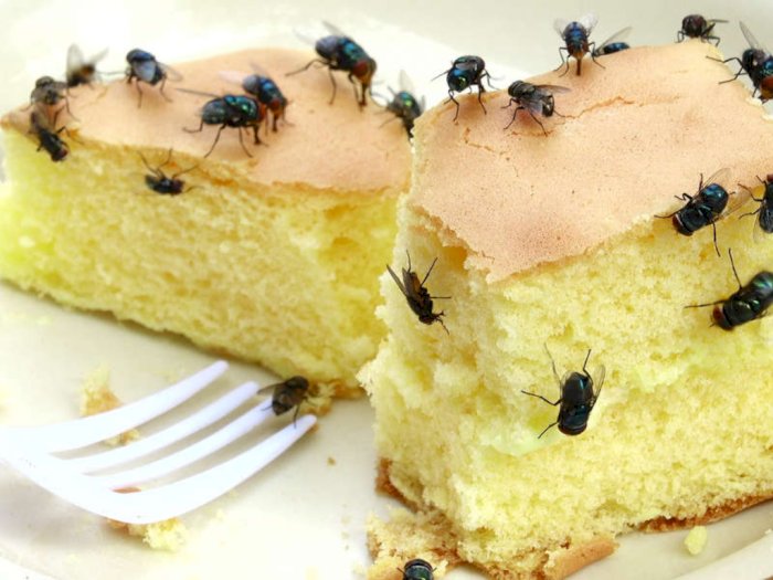 Begini Tips Ampuh Agar Makanan di Rumah Tak Dihinggapi Lalat