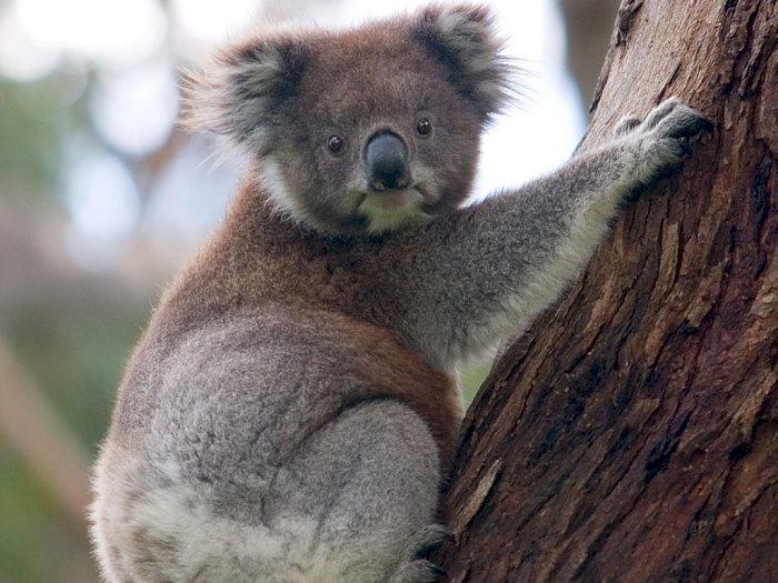 Kebakaran Hutan Picu Stres Pada Koala Australia, Terancam Punah