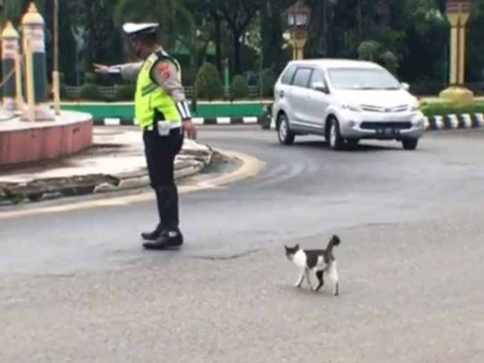 Viral Polisi Bantu Kucing Menyeberang Jalan, Netizen Salfok Cara Kucing Berterimakasih