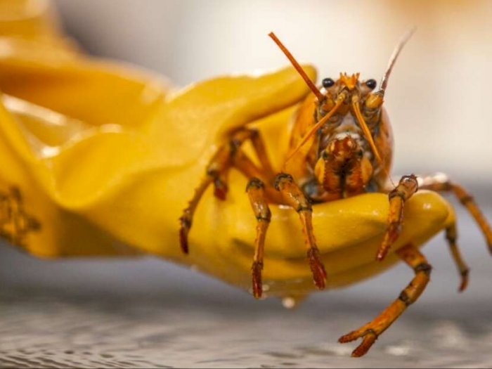 Nelayan Ini Berhasil Temukan Lobster Berwarna Kuning, Diberi Nama Banana