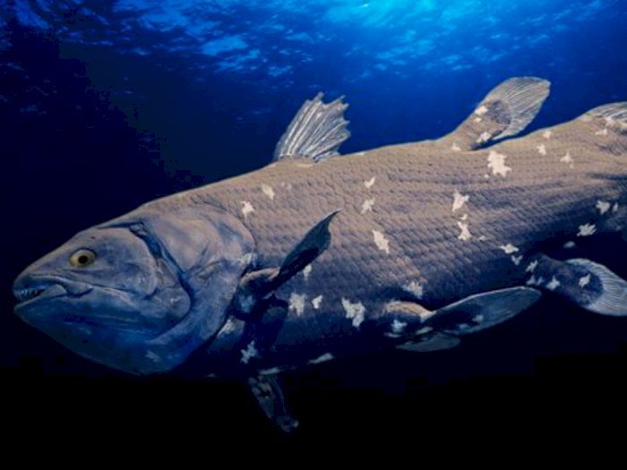 Mengenal Coelacanth, Ikan Purba Zaman Dinosaurus yang Punya Panjang Hingga 2 Meter