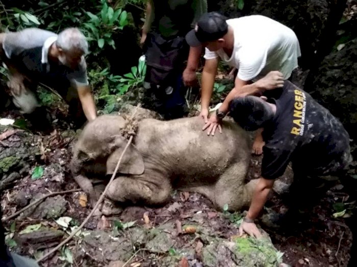 Seekor Bayi Gajah Sumatra Terjebak di Kubangan Lumpur di Kabupaten Pidie Berhasil Selamat
