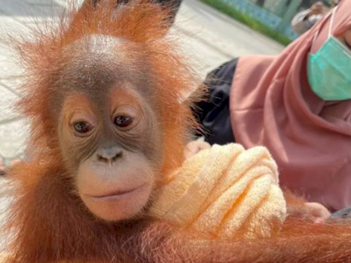 Polisi Selamatkan Orangutan Sumatra Korban Trafficking, 4 Orang Ditangkap, Pemiliknya Lari