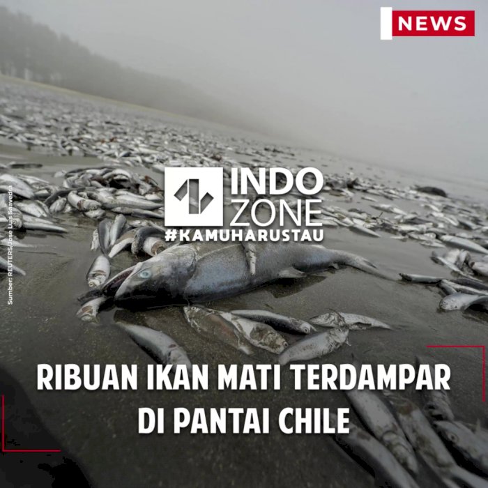 Ribuan Ikan Mati Terdampar di Pantai Chile