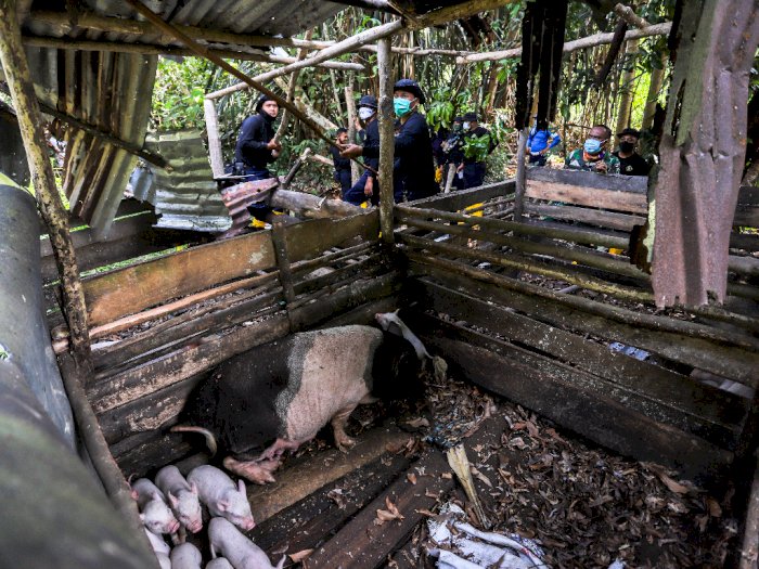 FOTO: Penertiban Peternakan Babi Ilegal di Batam