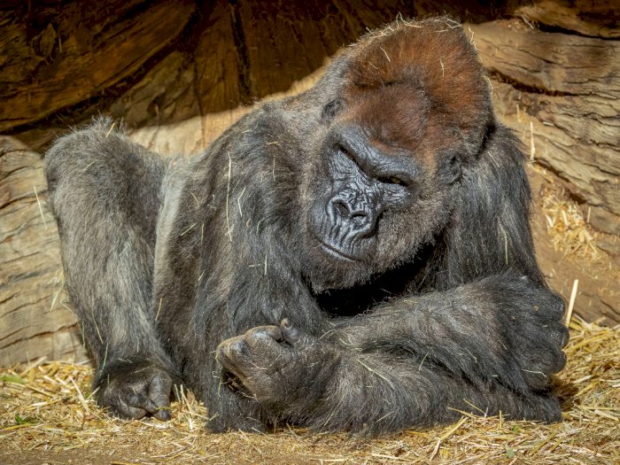 Sembuh dari Covid-19, Gorila di Kebun Binatang AS Sudah Dapat Disapa Pengunjung