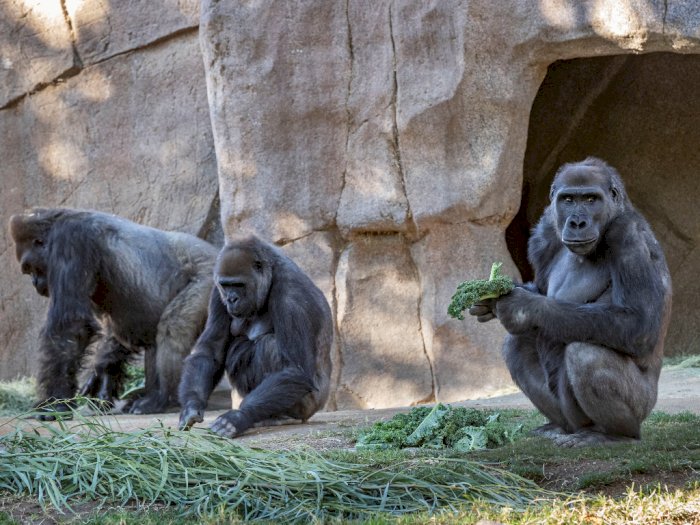 Sempat Terinfeksi, Kini Sejumlah Gorila di Kebun  Binatang AS Sembuh dari Covid-19
