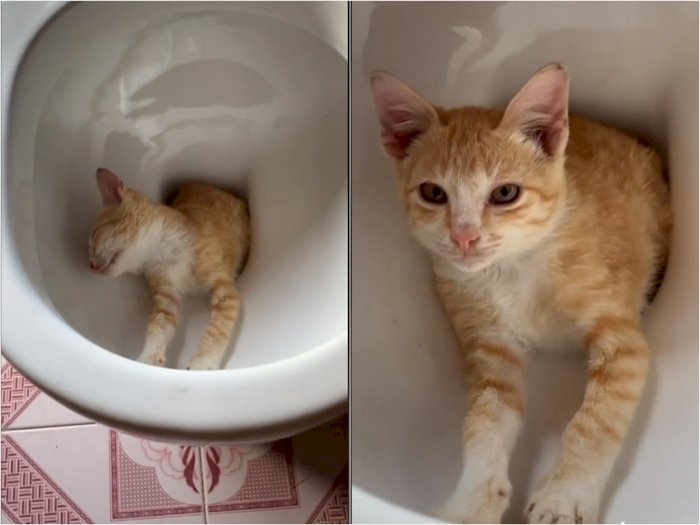 Viral Kucing Oren yang Suka Tidur di Dalam Kloset, Bikin Netizen Gemas Sekaligus Heran