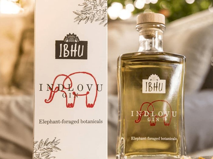 Gin Indlovu, Minuman Keras Premium Berbahan Kotoran Gajah, Segini Harganya
