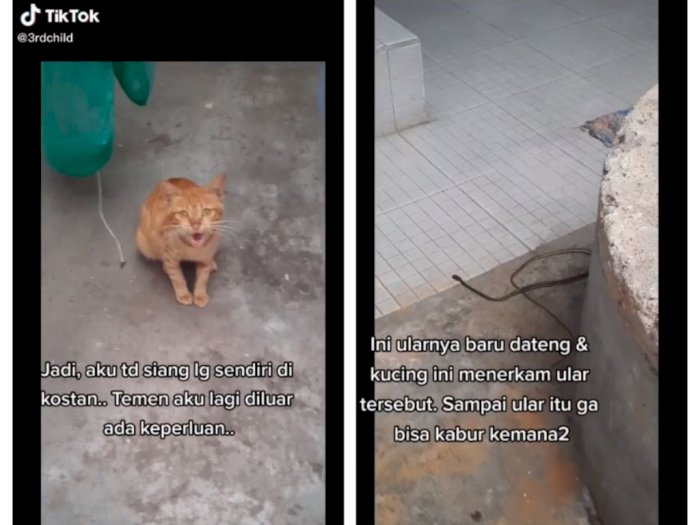 Kucing Oren Ini Selamatkan Wanita yang Sering Memberinya Makan dari Serangan Ular