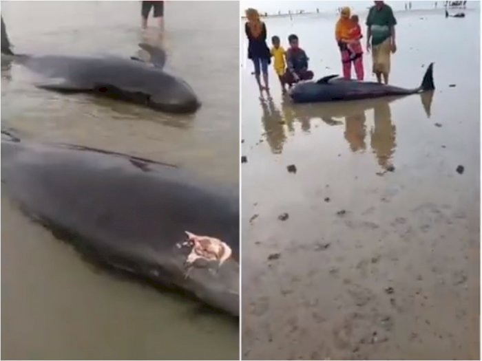 Viral Video Puluhan Ikan Paus Mati Terdampar di Selat Madura, Bikin Warga Geger