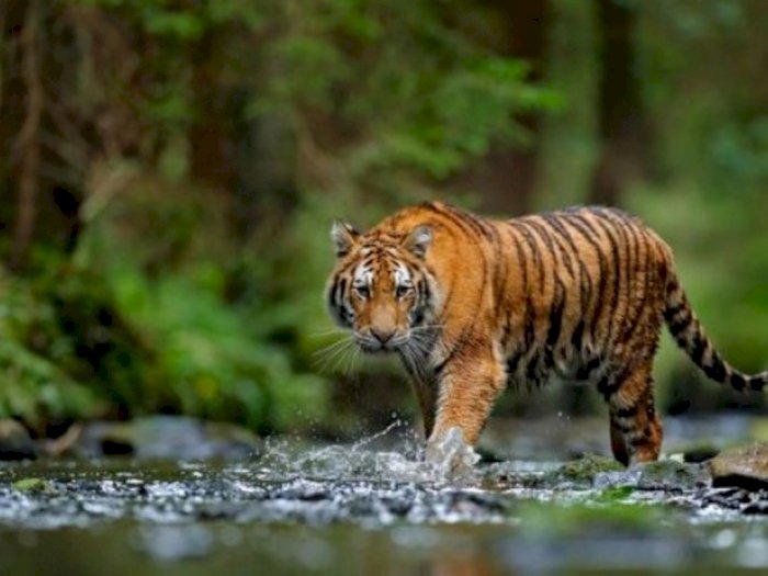 2 Harimau Melintasi Perkampungan Pagaran Tanjung Botung, Suara Auman Bikin Warga Takut
