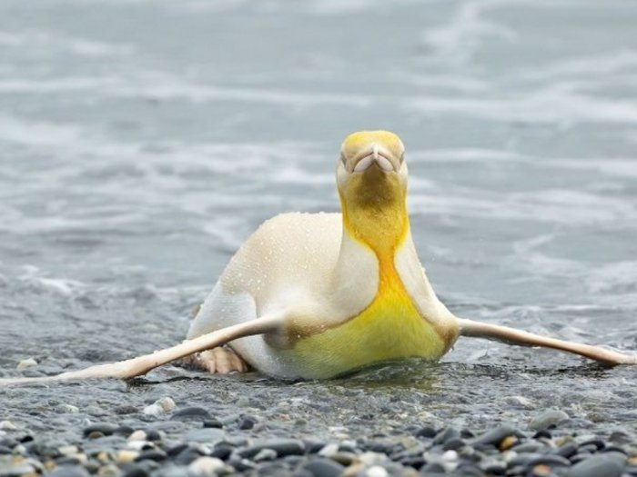 Fotografer Asal Belgia Ini Temukan Penguin Berbulu Kuning, Yuk Cari Tahu Penyebabnya!