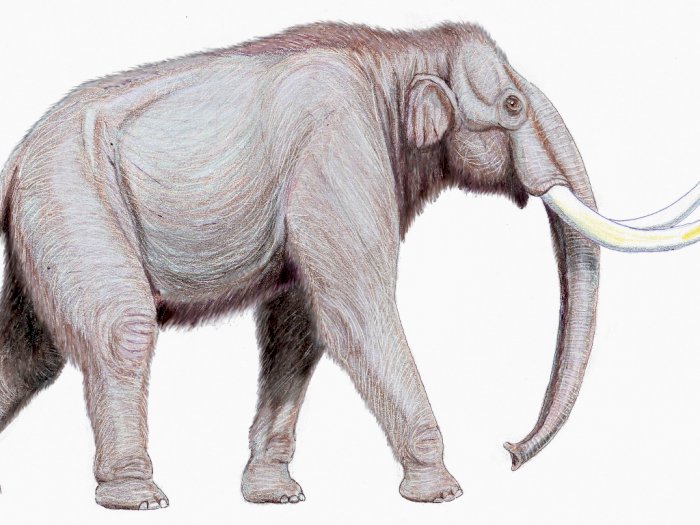 Penelitian Ini Menunjukkan Bagaimana Cara Mammoth Punah 