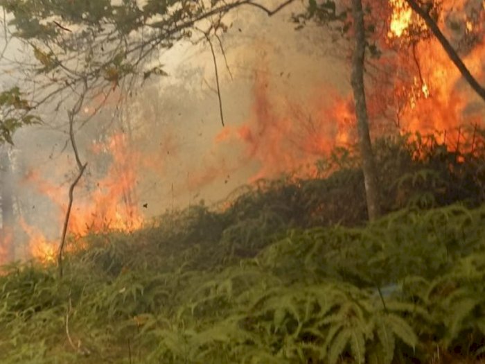  5 Kawasan Hutan di Batam Terbakar,  Mandala Agni Sebut belum Butuh Bantuan Helikopter