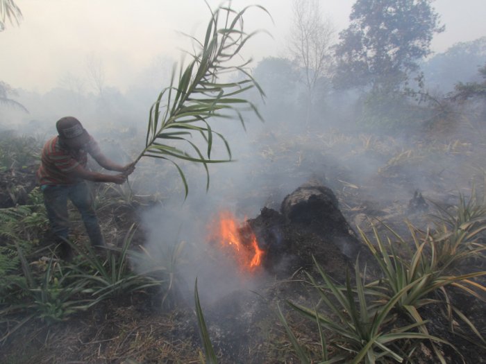 FOTO: Kebakaran 11 Hektar Lahan Gambut di Dumai