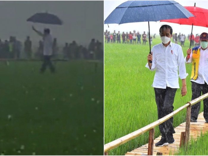 Dulu Masuk Selokan, Sekarang Jokowi Hujan-hujanan di Sawah, Disuit-suit Bak Bintang Film