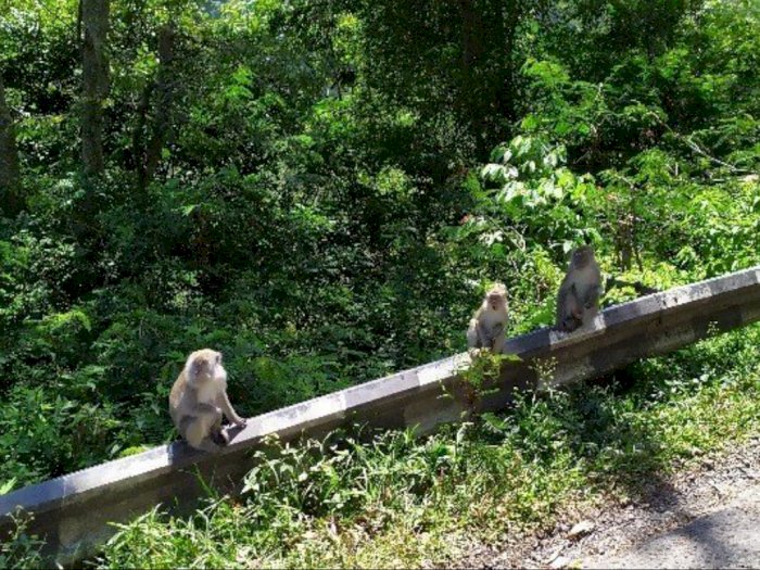 Populasi Kian Bertambah, Hewan Primata jadi Tujuan Para Turis ke Simalungun