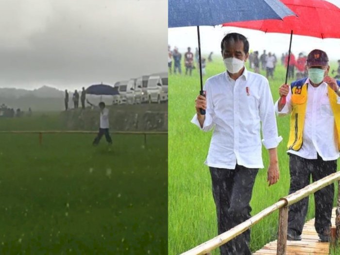 Viral Video Jokowi Blusukan di Tengah Sawah Tembus Hujan Lebat, Enggan Dikawal Paspampres