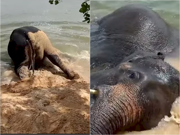 Video Gajah Lucu yang Bermain Air di Sungai, Bikin Netizen Gemas