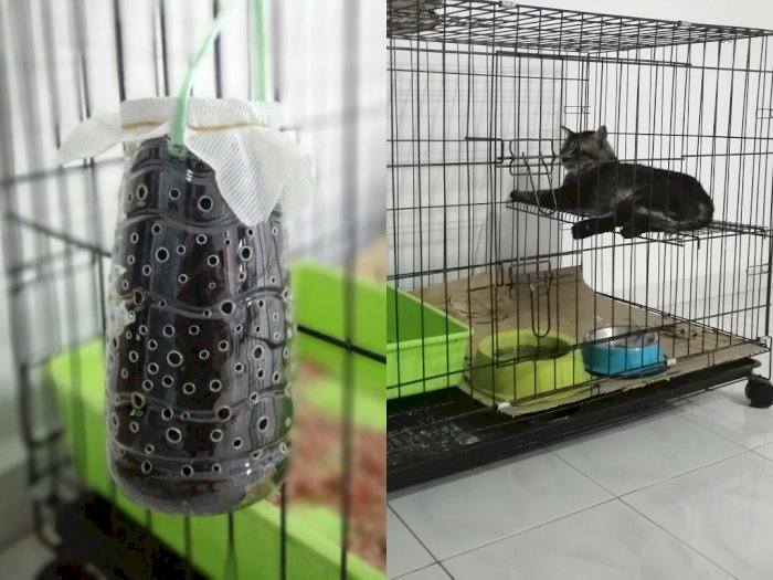 Ternyata Ini Metode Pasti untuk Mengurangi Bau di Kandang Kucing, Mudah Dicoba di Rumah