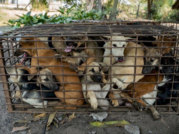 Potret Mengerikan 61 Anjing Dimasukkan dalam 1 Kandang, Disembelih