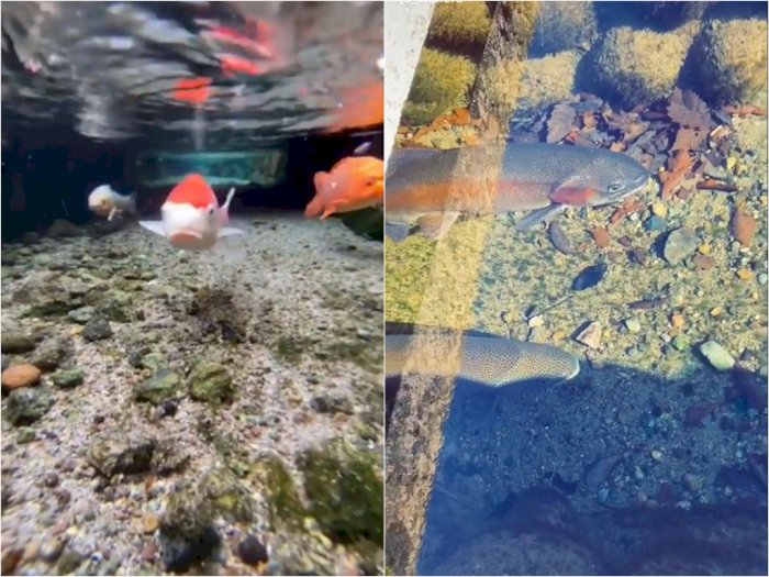 Wow! Mengintip Selokan di Jepang yang Airnya Jernih, Bikin Ikan Hias Betah Berenang