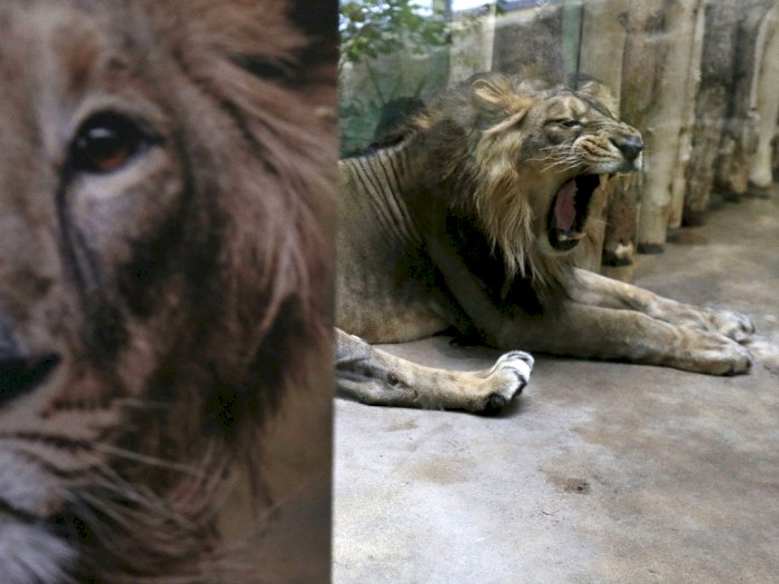 Setelah Gorila, Kini Giliran Singa di Praha yang Terinfeksi Corona