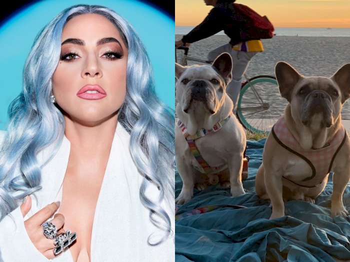 Beri Hadiah Rp7,1 Miliar, Dua Anjing  French Bulldog Lady Gaga Akhirnya Ditemukan