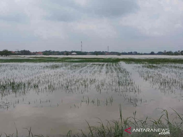  Terendam Banjir, 3.074 Hektare Tanaman Padi di Cirebon Gagal Tanam