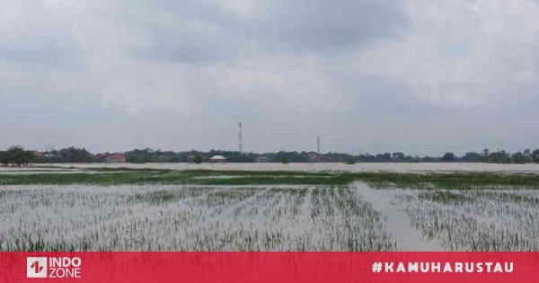 Terendam Banjir, 3.074 Hektare Tanaman Padi Di Cirebon Gagal Tanam ...