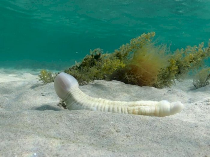 Alamak! Penyelam Ini Temukan Cacing Besar Mirip Penis saat Menyelam di Laut Australia