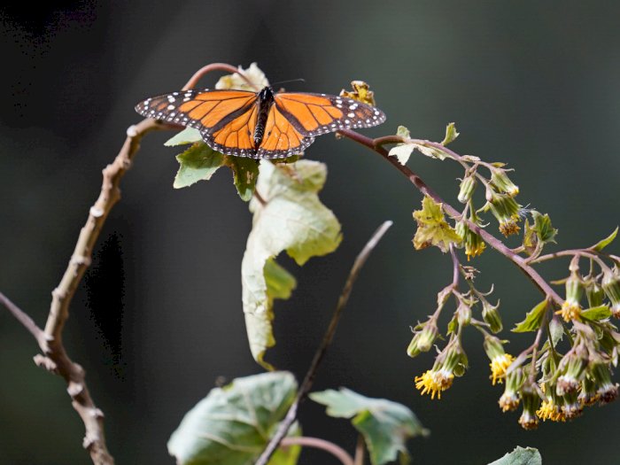 FOTO: Populasi Kupu-kupu Raja Turun 26 Persen di Meksiko