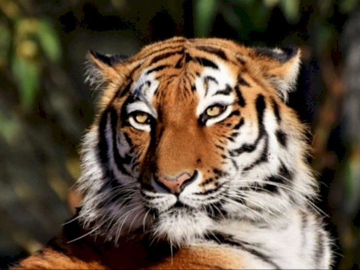 BBKSDA Sumut: Seorang Remaja Lihat Harimau Sumatera di Kabupaten Labura