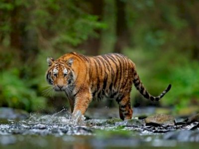 Mau Cari Signal Ponsel, Seorang Remaja di Labuhan Batu Utara Malah Ketemu Harimau Sumatera