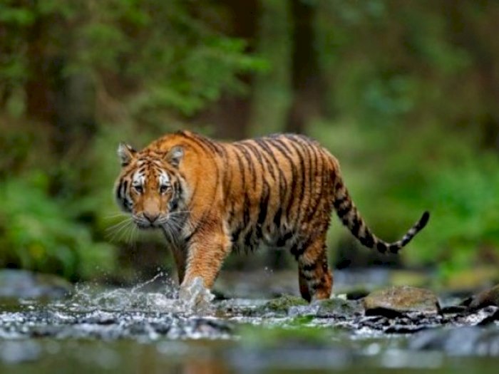 Mau Cari Signal Ponsel, Seorang Remaja di Labuhan Batu Utara Malah Ketemu Harimau Sumatera