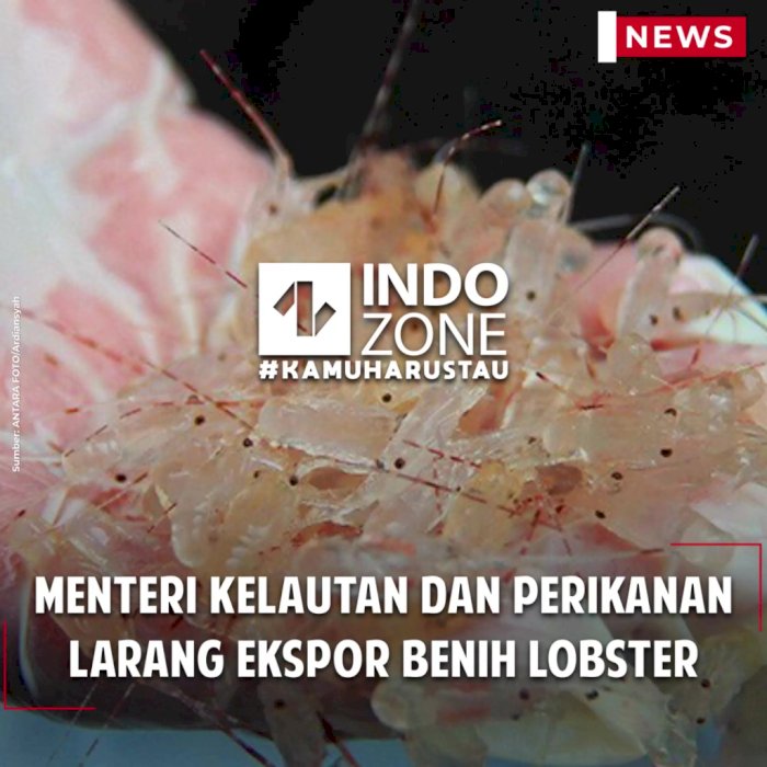 Menteri Kelautan dan Perikanan Larang Ekspor Benih Lobster