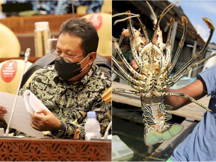 Resmi! Menteri Kelautan dan Perikanan Larang Ekspor Benih Lobster, Hanya Izinkan Ini