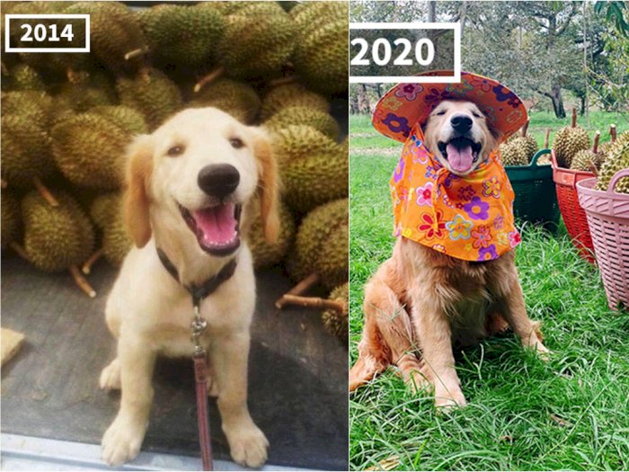 Anjing Menggemaskan Ini Gemar Bantu Keluarganya Berdagang Durian